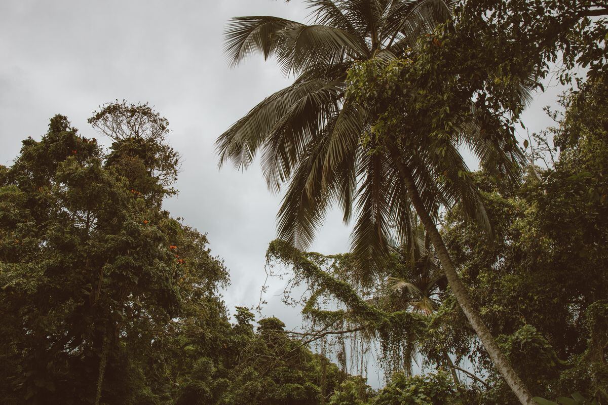 Hamakua